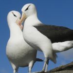 Los 'divorcios' de albatros pueden estar aumentando debido al cambio climático