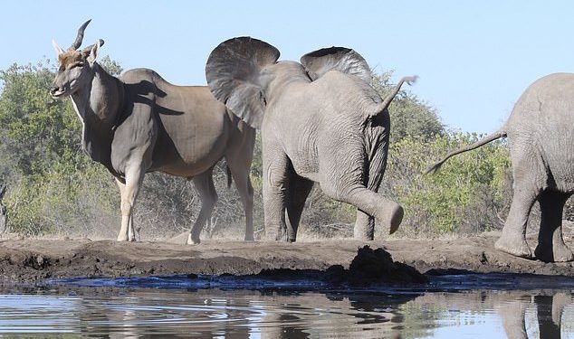 Una de las crías de elefante carga hacia el antílope eland mucho más grande en la Reserva de Caza Mashatu en Botswana