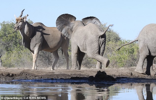Una de las crías de elefante carga hacia el antílope eland mucho más grande en la Reserva de Caza Mashatu en Botswana