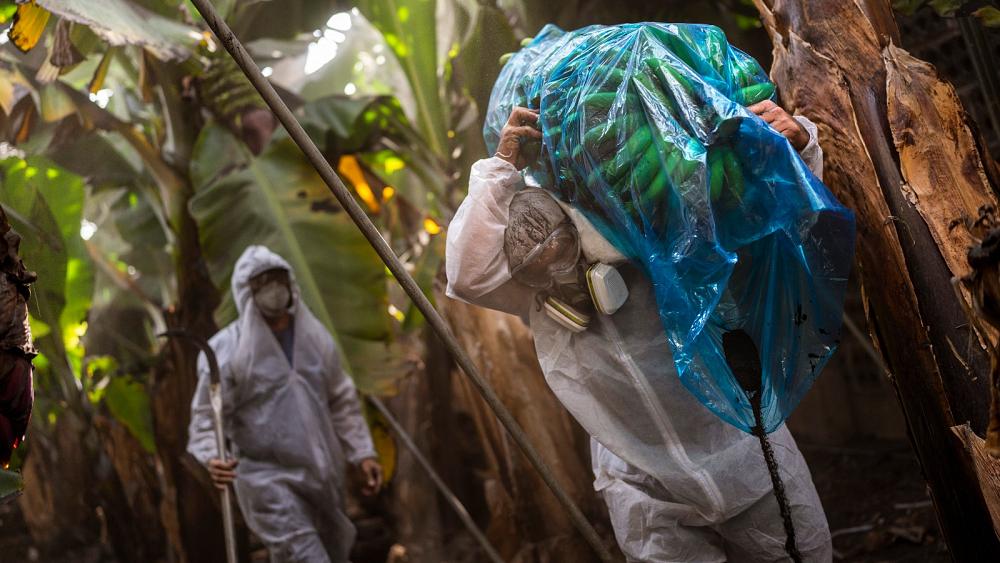 Los productores de banano pierden sus medios de vida mientras la lava devora la Palma