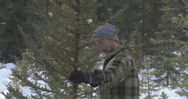 Más habitantes de Alberta motivados para cortar su propio árbol de Navidad fresco debido a la escasez local