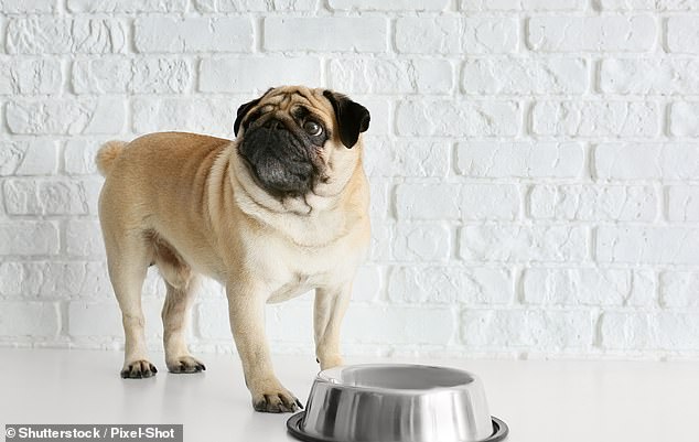 Los perros que solo se alimentan una vez al día pueden tener menos probabilidades de desarrollar afecciones relacionadas con la edad, como trastornos gastrointestinales, ortopédicos y hepáticos, según un estudio (imagen de stock)