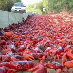 Los turistas se han quedado atónitos cuando se ve a millones de cangrejos rojos haciendo su migración anual al océano para reproducirse en la pintoresca Isla de Navidad (en la foto)