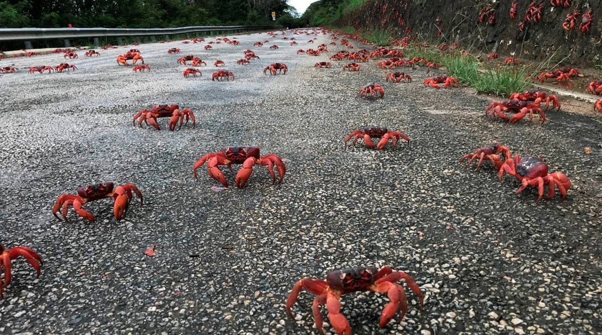 Crab migration
