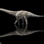 Representación de un artista de un Supersaurus, que se cree que es el dinosaurio más largo registrado.  Una reevaulación de huesos descubierta en 1972 ha llevado a un paleontólogo a determinar que el diplodócido del Jurásico tardío tenía casi 140 pies de largo desde el hocico hasta la cola.