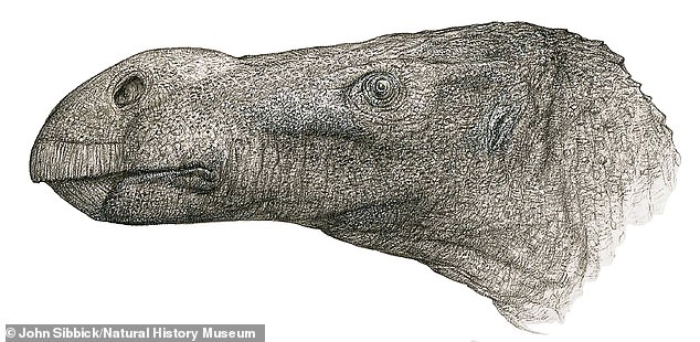 Una nueva especie de dinosaurio que era cuatro veces el tamaño de una cama king size deambuló por la Isla de Wight hace 125 millones de años, según reveló un análisis de fósiles.  Se muestra Brighstoneus simmondsi