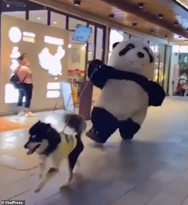 Las imágenes, tomadas el 21 de septiembre, muestran a una mascota panda macho luchando por mantenerse al día con un husky atlético mientras corre fuera del Big Dream City Mall en Wuxi, provincia de Jiangsu.