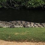 ¡Crikey!  El cocodrilo americano vive en este campo de golf de Florida y está allí para quedarse