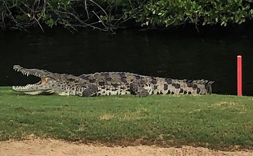 ¡Crikey!  El cocodrilo americano vive en este campo de golf de Florida y está allí para quedarse