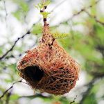 Weaver_Bird_Nest