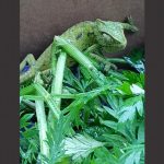 Alemania: polizón camaleón rescatado de una caja de verduras