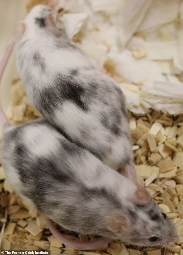 Se han producido camadas de ratones de un solo sexo, que comprenden solo cachorros hembras o machos, mediante la llamada tecnología de edición de genes CRISPR-Cas9.  En la imagen: los ratones que fueron criados para crear camadas de un solo sexo.  Las partes negras de su pelaje son causadas por las células modificadas genéticamente, mientras que las partes blancas provienen de las partes no modificadas de su genoma.