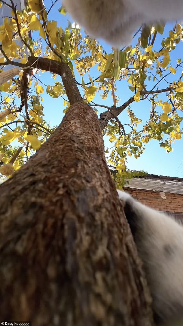 Imágenes adorables capturan un día en la vida de un gato curioso que trepa a los árboles, explora techos y se encuentra tentativamente con un perro en la ciudad de Linyi en la provincia china de Shandong.