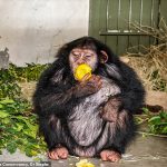 El chimpancé Baran, de cuatro años, que fue enviado a un santuario de Kenia para aprender a vivir con los simios después de pasar toda su vida con humanos, ha sido asesinado a golpes por otros monos.