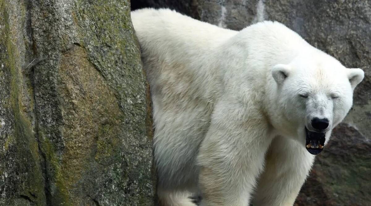 Fallece el oso polar más antiguo de Europa, Katjuscha, en el zoológico de Berlín