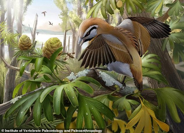 Se encuentra que un pájaro que vivió junto a los dinosaurios hace 120 millones de años tenía una lengua huesuda tan larga como su cabeza.  La criatura fue descubierta por científicos que descubrieron su esqueleto fosilizado en el noreste de China.