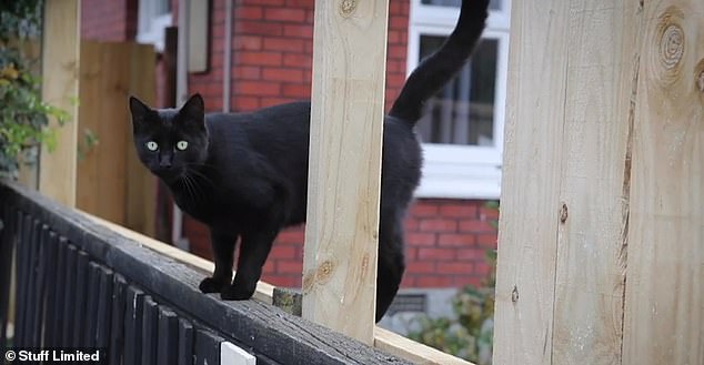 Keith, un gato negro de cinco años, (en la foto) ha estado robando a los vecinos en Christchurch durante los últimos tres años.