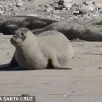 Reconocimiento: las focas madres pueden reconocer la voz de su cachorro desde los dos días de edad, según un estudio