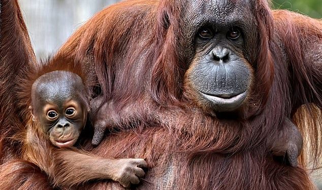 Al igual que los humanos, los orangutanes dependen de sus madres para aprender habilidades para la vida, como qué comer y dónde encontrarlo.  En la foto, una orangután sosteniendo a un bebé.