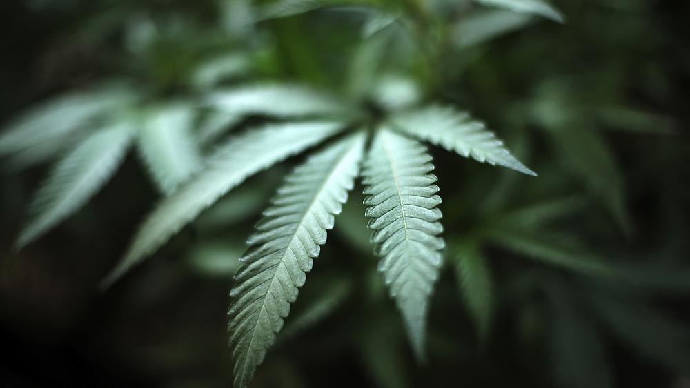 Malta se convertirá en el primer país de la UE en legalizar el cannabis para uso personal