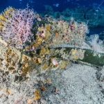 Los restos submarinos de un barco perdido en batalla hace más de 2.000 años frente a las costas de Sicilia ahora están repletos de vida marina.