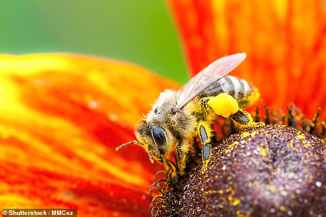 Los orígenes de la abeja melífera occidental, Apis mellifera, probablemente se encuentran en Asia, no en África como se pensaba anteriormente, concluyó un estudio.  En la imagen: una abeja melífera en una flor de rudbeckia