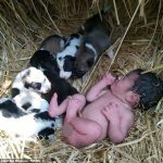 Una camada de cachorros mantuvo abrigada a una niña recién nacida después de ser abandonada en un campo en la India