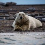 Polar bear, Global warming, polar bears extinction?, climatic change impact, world news