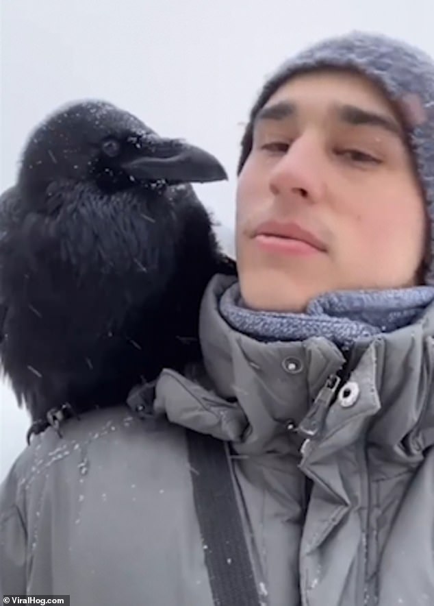 El cuervo inteligente Gosha realiza algunos trucos impresionantes, un video compartido por Alexander Sergeevich en Lysva, Perm Krai, Rusia, tomado el 28 de diciembre.