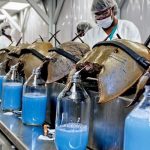 Sangre de cangrejo herradura en alta demanda para pruebas de vacunas y drogas, y podrían extinguirse