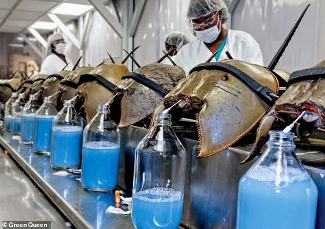 Sangre de cangrejo herradura en alta demanda para pruebas de vacunas y drogas, y podrían extinguirse