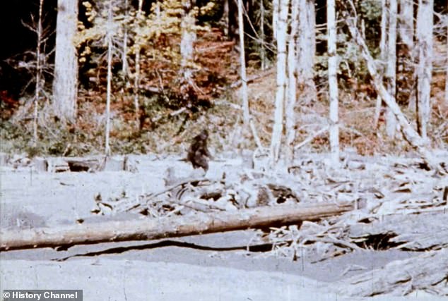 La evidencia más cercana y convincente de la existencia de Bigfoot se capturó en 1967, cuando Bob Gimlin y Roger Patterson filmaron imágenes de una figura peluda caminando por Bluff Creek en el norte de California.