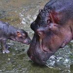 Zoológico belga dice que sus dos hipopótamos mocosos tienen COVID-19