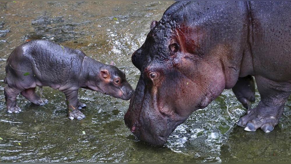 Zoológico belga dice que sus dos hipopótamos mocosos tienen COVID-19