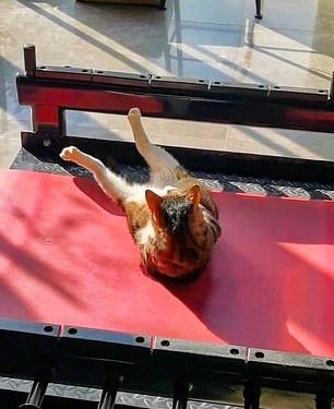 Un gato en un gimnasio en la ciudad china de Jining realiza ejercicios junto a un banco de trabajo