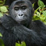 ¿Demasiados gorilas?  La caza de los grandes simios por el espacio en Ruanda