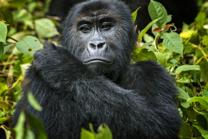 ¿Demasiados gorilas?  La caza de los grandes simios por el espacio en Ruanda