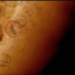 MIT-Venus-Clouds microbes