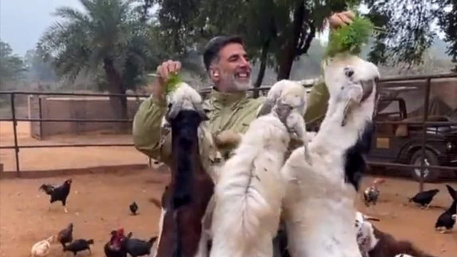 Akshay Kumar alimenta cabras en un nuevo video, un fan dice que también están haciendo "acrobacias" después de conocer a "Khiladi Kumar".  Reloj