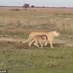 Al principio, la cría de ñu se representa junto a la temible leona mientras conduce al delicado animal de presa a través de las llanuras.