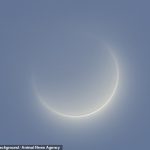 Un astrofotógrafo de fama mundial arriesgó su propia vista en un intento por capturar una imagen impresionante de Venus mientras pasaba peligrosamente cerca del sol.
