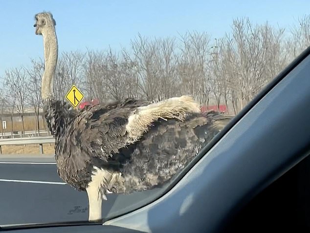 El avestruz se desvía entre carriles mientras corre por la autopista en Tianjin, norte de China