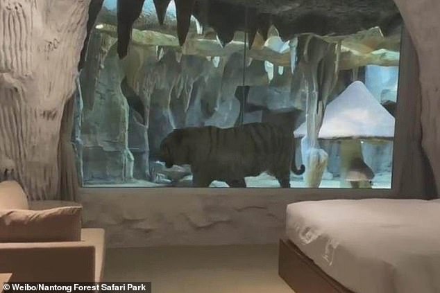 El hotel ofrece una vista del recinto del tigre (en la foto), pero los medios estatales chinos dijeron que el animal podría alarmarse fácilmente si el vidrio no es lo suficientemente insonorizado.