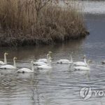 Corea del Sur confirma el primer caso de gripe aviar H5N8 este invierno en cisne salvaje