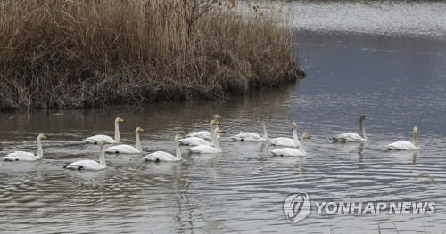 Corea del Sur confirma el primer caso de gripe aviar H5N8 este invierno en cisne salvaje