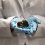 Algunos científicos argumentan que Omicron evolucionó en ratones antes de volver a los humanos (imagen de archivo).  Otros dicen, sin embargo, que probablemente surgió en un paciente inmunocomprometido.