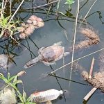 Decenas de tortugas indias mueren por sospecha de envenenamiento