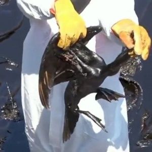 Derrame de petróleo de Repsol provoca 'ecocidio' en el océano Pacífico