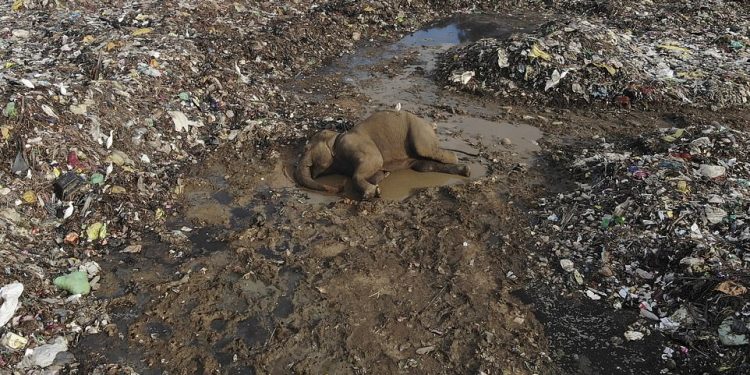 Dos elefantes murieron en una instalación de basura de Sri Lanka, donde los animales accidentalmente comieron plástico mientras buscaban comida, meses después de que las imágenes de su difícil situación conmocionaran a los amantes de los animales en todo el mundo.  En la imagen: el cuerpo de un elefante salvaje yace en un vertedero abierto en la aldea de Pallakkadu en el distrito de Ampara, a unas 130 millas al este de la capital de Sri Lanka, Colombo.