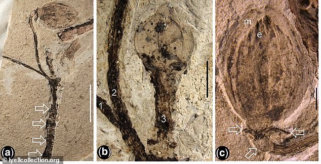 Un botón floral fosilizado de 130 millones de años encontrado en China puede resolver el 